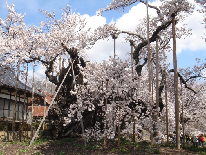 山梨県　山高神代桜.jpg