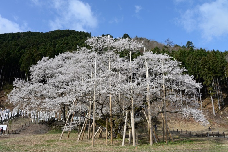 岐阜県　根尾谷　淡墨桜.jpg