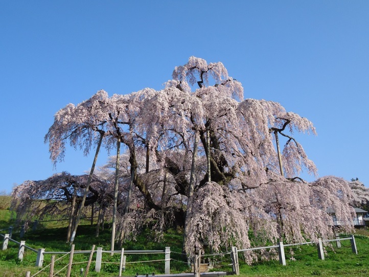 福島県　三春滝桜.jpg