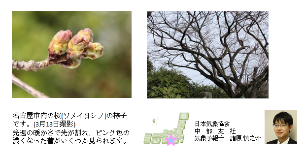 桜開花予想のたより（中部）