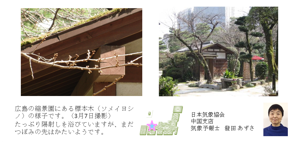 桜開花予想のたより(中国)