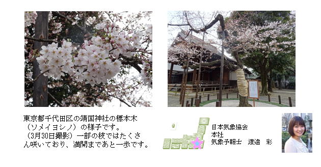 桜開花予想のたより(本社)