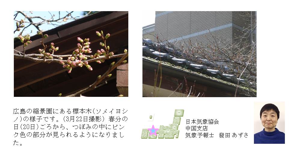 桜開花予想のたより(中国支店)