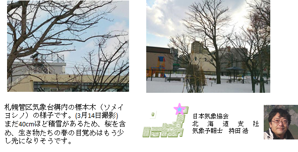 桜開花予想のたより（北海道）