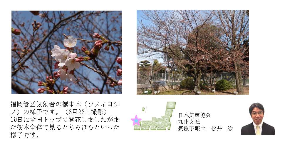 桜開花予想のたより(九州)