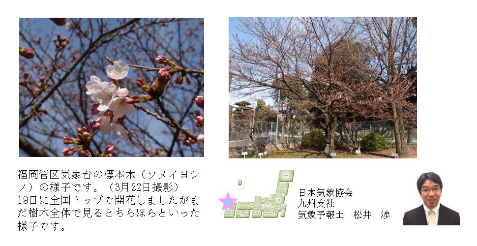 桜開花予想のたより（九州）