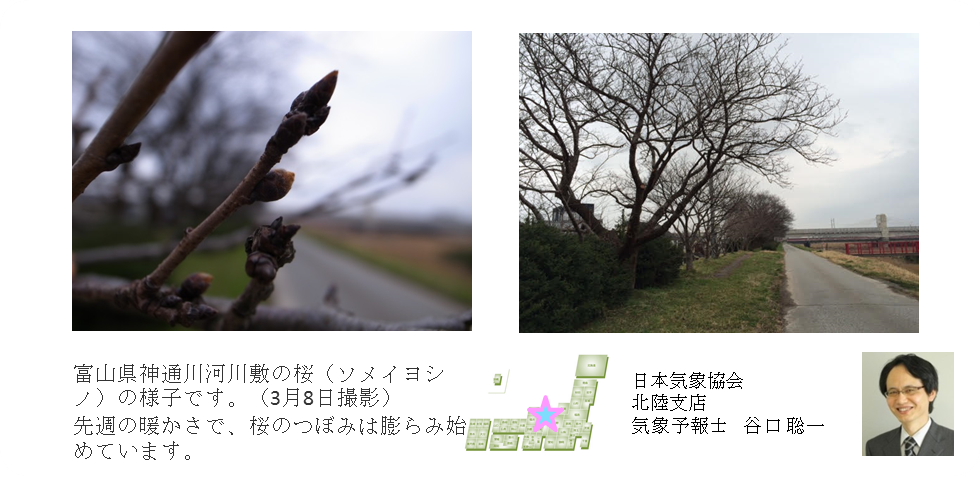 桜開花予想のたより（北陸）