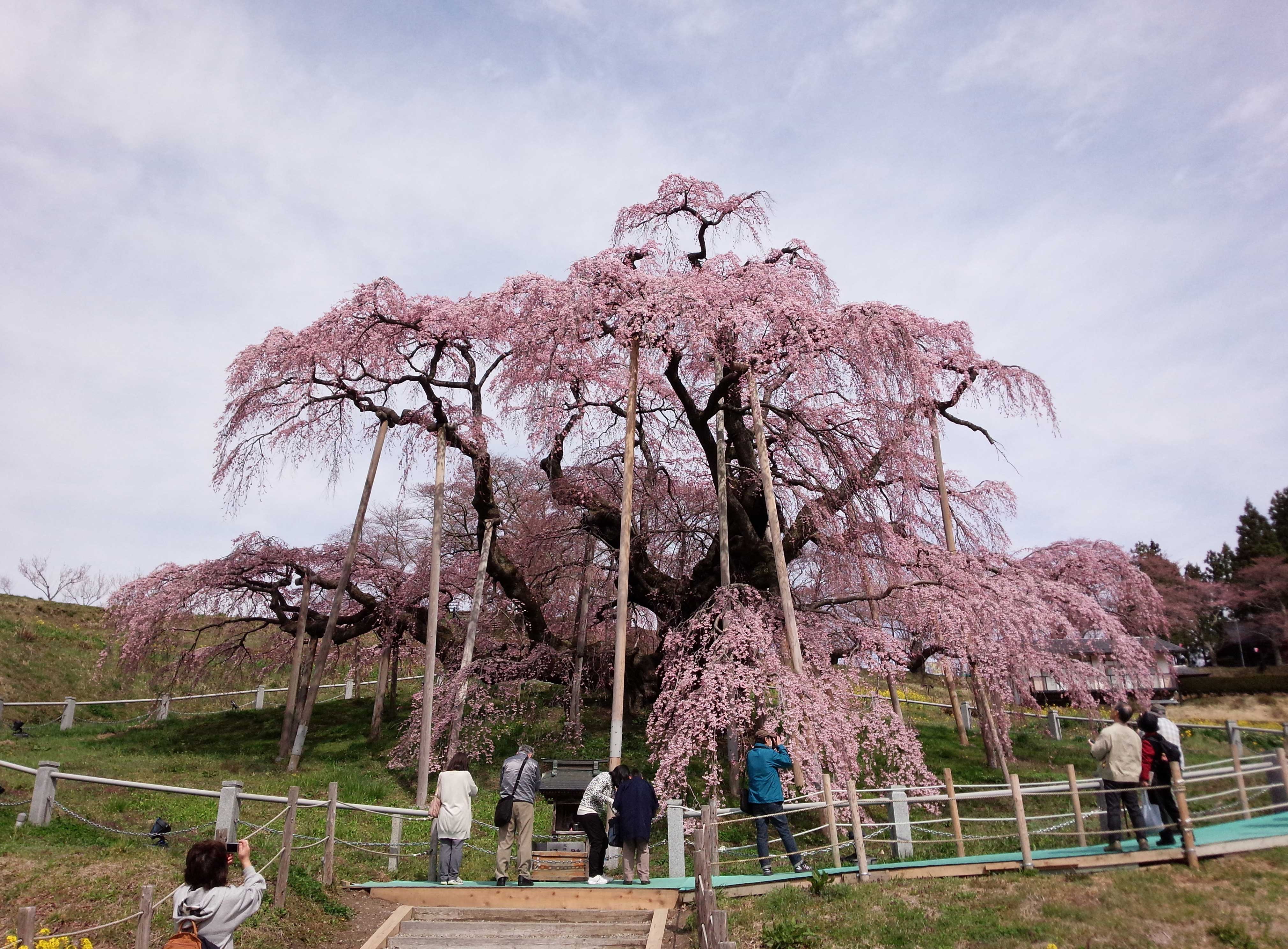 三春滝桜