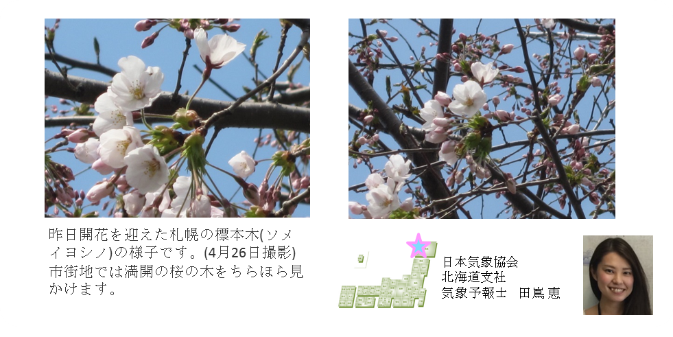 桜開花予想のたより（北海道）