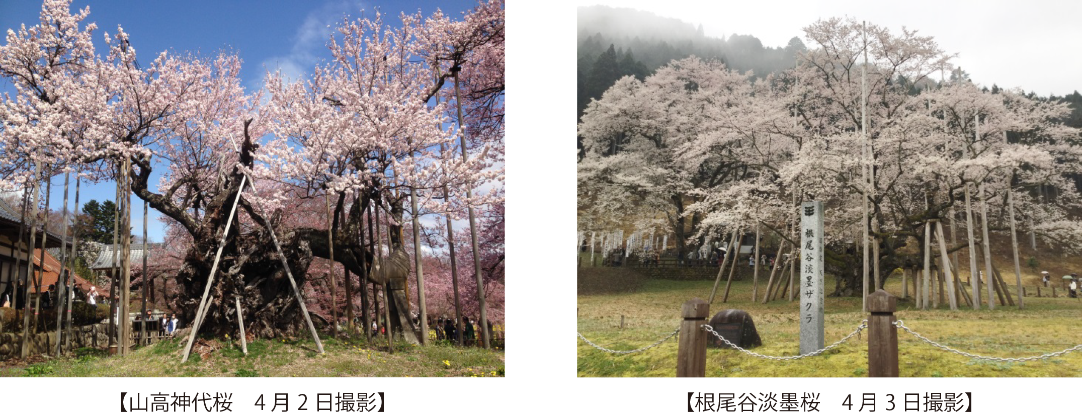 山高神代桜と根尾谷淡墨桜