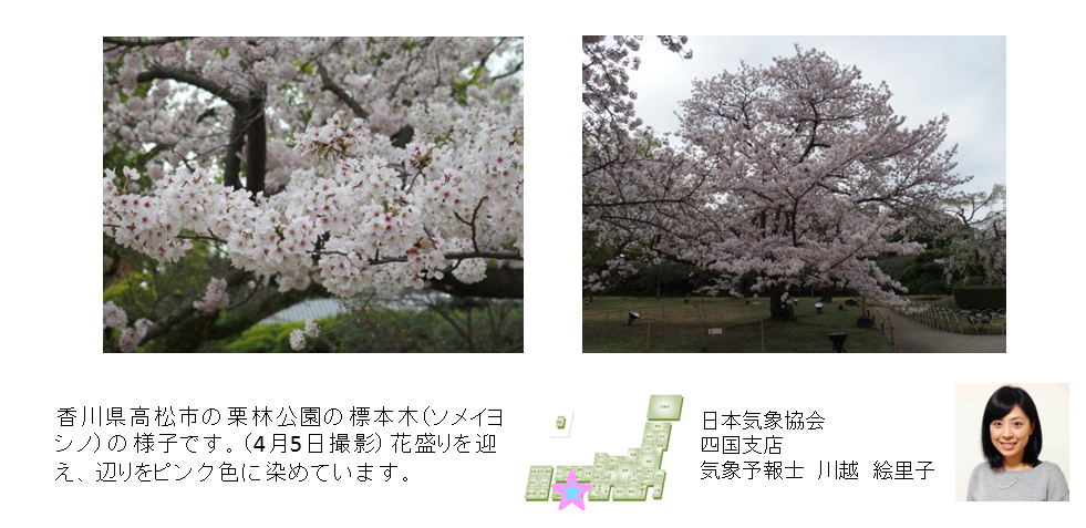 桜開花予想のたより（四国）