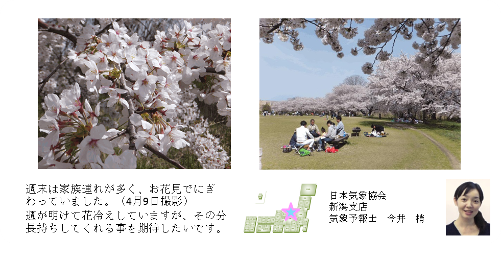 桜開花予想のたより（新潟）