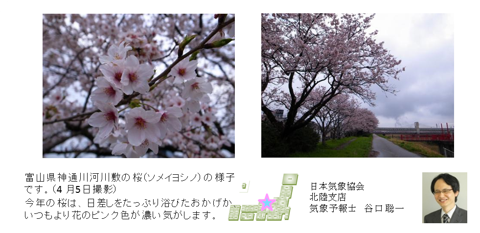 桜開花予想のたより（北陸）