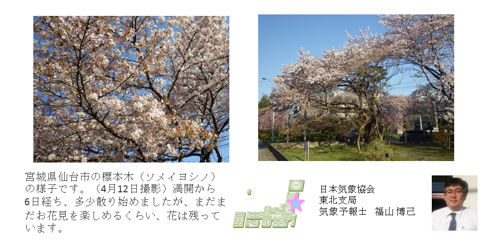 桜開花予想のたより（東北）