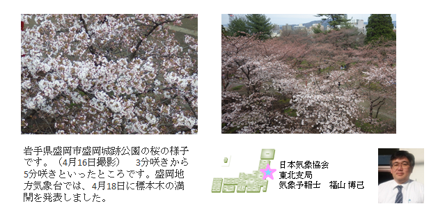 桜開花予想のたより（東北）