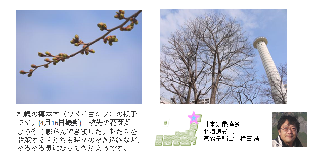 桜開花予想のたより（北海道）