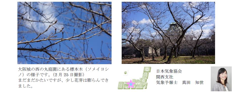 桜開花予想のたより（関西）