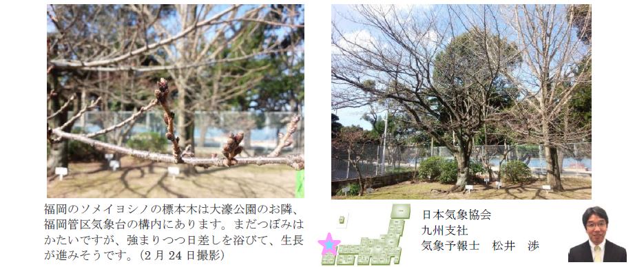 桜開花予想のたより(九州)