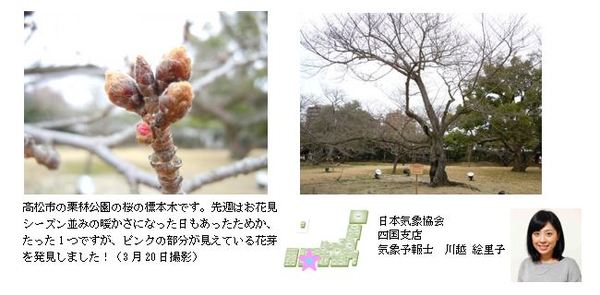 桜開花予想のたより（リレートーク）