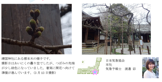 桜開花予想のたより(リレートーク)