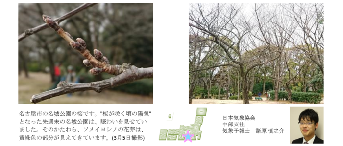 桜開花予想のたより(リレートーク)