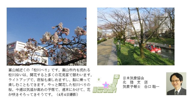 桜開花予想のたより（リレートーク）