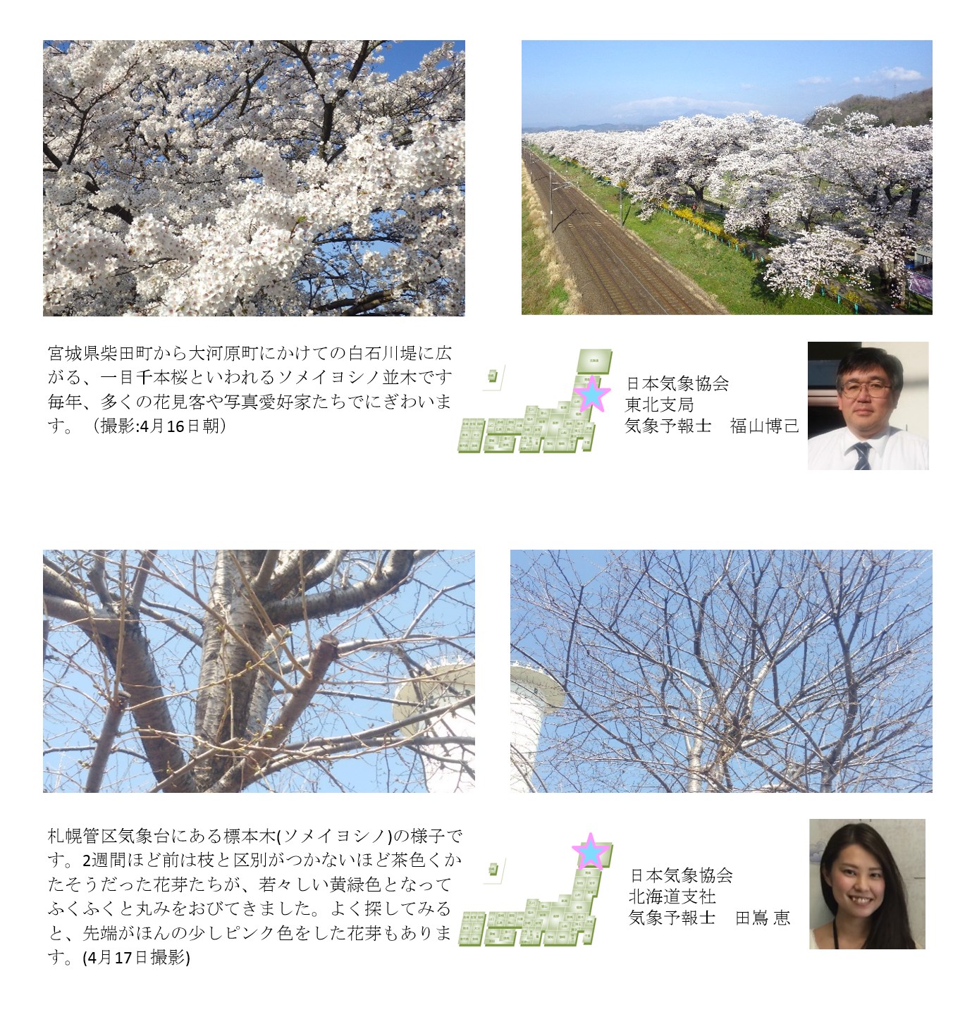 桜開花予想のたより(リレートーク)