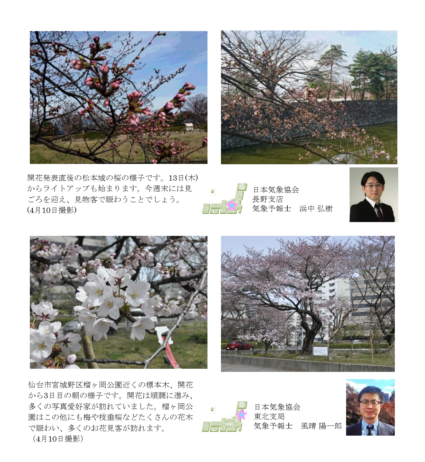 桜開花予想のたより(リレートーク)