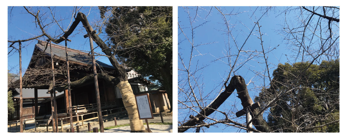 東京都（千代田区）のソメイヨシノ標本木の様子