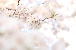 Cherry Blossom and Full Bloom Forecast for 2024 (Part 6)<br> Cherry blossom front blooms to Tohoku, Aomori to bloom on the 14th