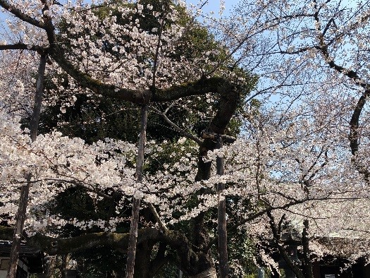 東京（靖国神社）の標本木 (3月2７日撮影)