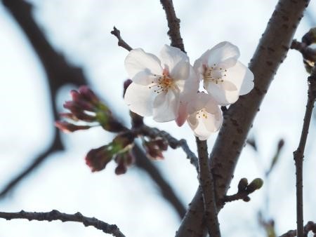 高松（栗林公園）の標本木　 　(3月26日撮影)