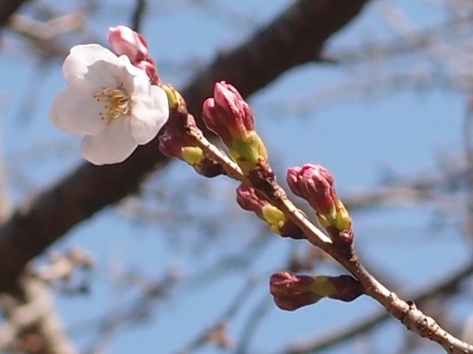 福岡管区気象台の標本木 (3月20日撮影)