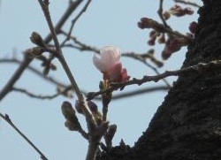 大阪（大阪城公園西の丸庭園）の標本木 (3月27日撮影)