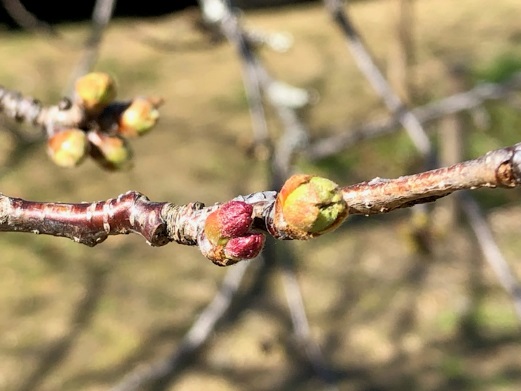 高知城にある高知の標本木(3月13日撮影)