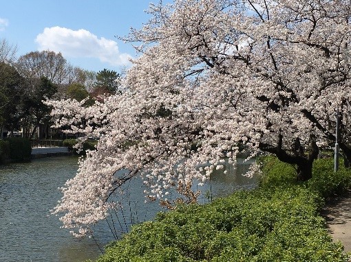 名古屋(名城公園)の桜 (4月3日撮影)