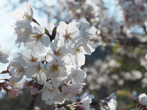 高松(栗林公園)の標本木 (4月4日撮影)