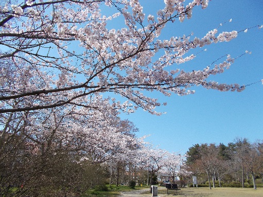 新潟(鳥屋野潟公園)の桜 (4月9日撮影)