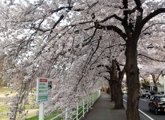 山形市(馬見ヶ崎さくらライン) 桜の様子 (4月20日撮影)