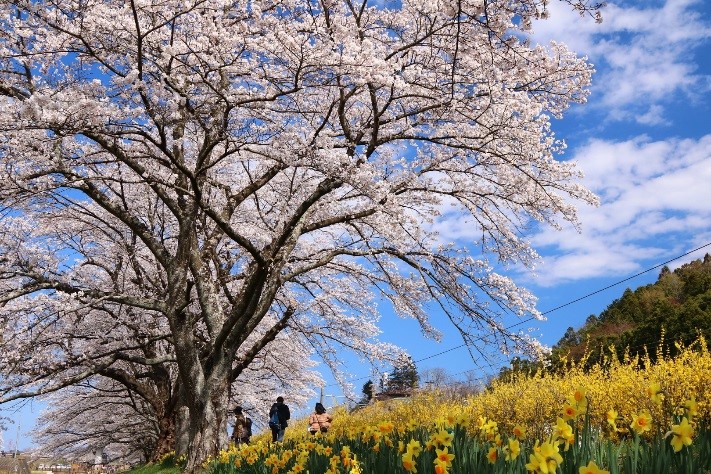 宮城（白石川堤一目千本桜）満開の様子 (4月13日撮影)