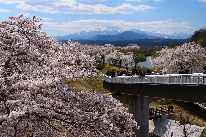 宮城（白石川堤一目千本桜）満開の様子 (4月13日撮影)