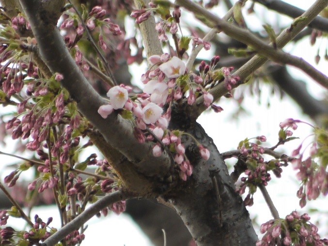 札幌管区気象台　開花の様子 (4月24日撮影)