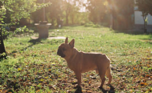 「熱中症ゼロへ」プロジェクト 愛犬の熱中症に関する調査  愛犬の４分の１が熱中症にかかった経験あり