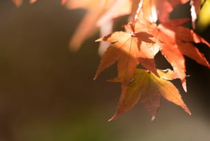 日本気象協会、2018年第3回「紅葉見ごろ予想」（カエデ）を発表  ～全国的に平年並みか遅い所が多いが、近畿地方では平年より早い所も～