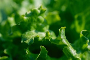 日本気象協会と倉敷青果荷受組合、カット野菜の「出荷量予測」の誤差を最大55％削減 ～ 適正な量の“カット野菜”加工で、廃棄ロスもカット ～
