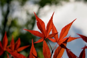 When is the peak of fall foliage colors in Japan? : Autumn Leaves Forecast 2019 (1st forecast)