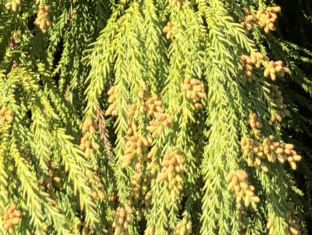 東京都青梅市のスギ花芽 (12月3日撮影)
