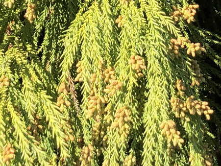 東京都青梅市のスギ花芽 （12月3日撮影）