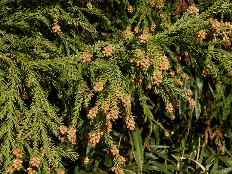 滋賀県米原市のスギ花芽 (11月20日撮影)
