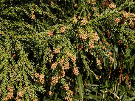 滋賀県米原市のスギ花芽 （11月20日撮影）